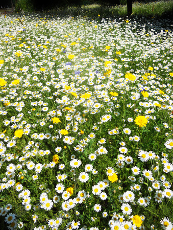 daiseys, a field of white Daiseys and yellow flowers, Englandの写真素材
