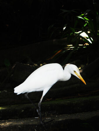 a Cattle Egret standing, side view against a dark backgroundの写真素材