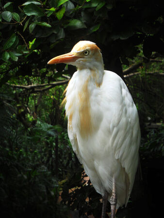 a Cattle Egret standingの写真素材