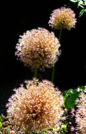 flowers, beautiful globular flower heads in a garden, UK against a dark backgroundの写真素材