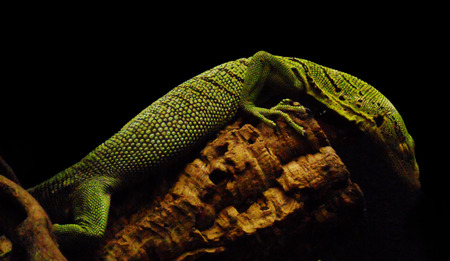 green lizard, a small green lizard on a branch, side view against a dark backgroundの写真素材