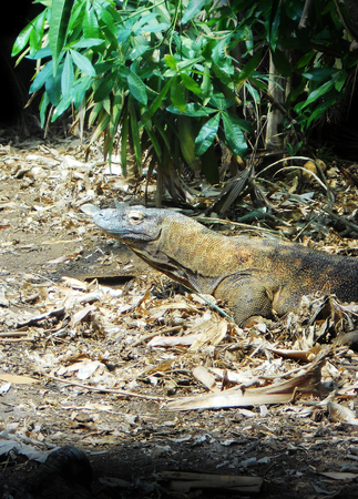 Komodo Dragon 1, A captive Komodo Dragon in a natural looking environmentの写真素材