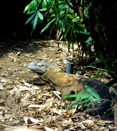 A captive Komodo Dragon in a natural environmentの写真素材