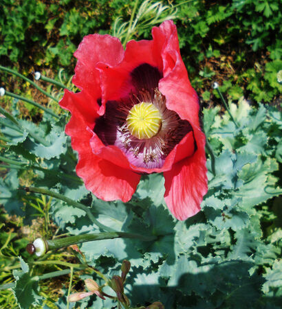 large poppy, a large red ornamental garden poppy  UK の写真素材