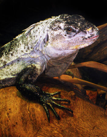 lizard closeup, closeup of head and front leg of a lizardの写真素材