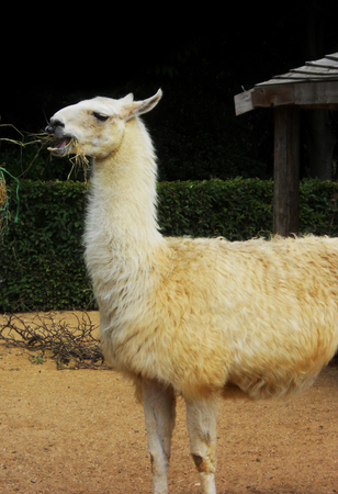 a captive white Llamaの写真素材