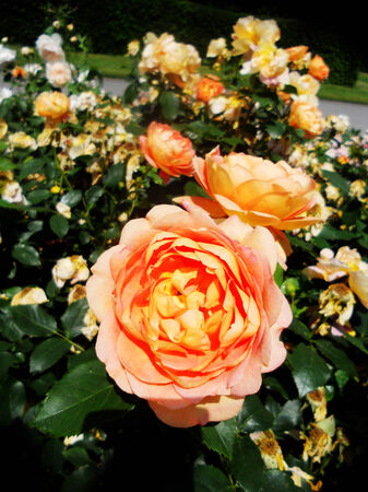 a group of pale orange rose flowers in the sun, UKの写真素材