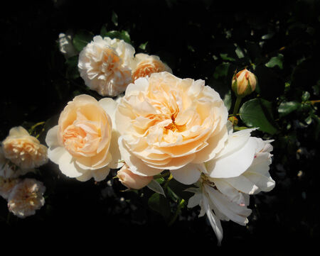 orange roses, a group of pale orange rose flowers in the sun, UKの写真素材