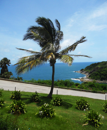 Palm tree Palm tree in the wind on a clifftop garden, Phuket, Thailandの写真素材