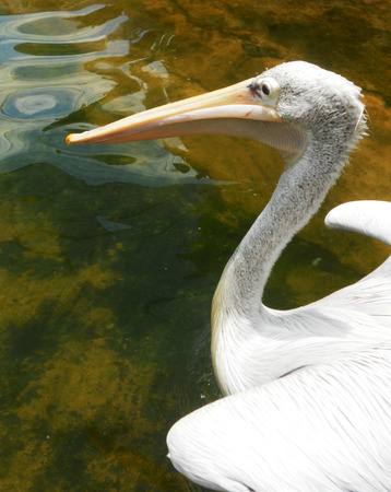 Pelican head, closeup of a Pelican in the waterの写真素材
