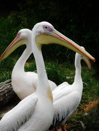 Pelicans three Pelicansの写真素材