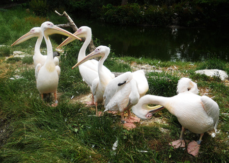 Pelicans 3, a group of American White Pelicansの写真素材