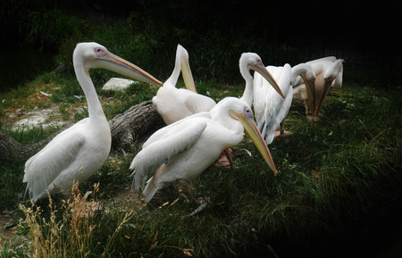 Pelicans, a group of pelicansの写真素材