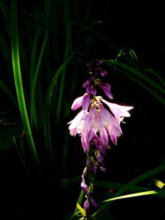 beautiful purple flower growing in England, against a dark backgroundの写真素材