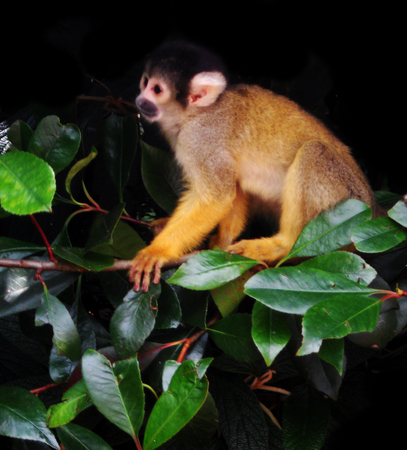 Squirrel monkey 1, の写真素材
