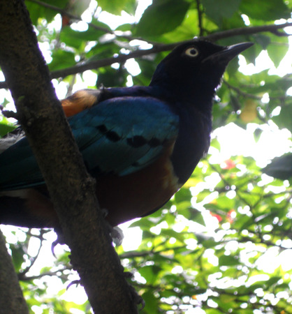 Tropical bird tropical bird in a treeの写真素材