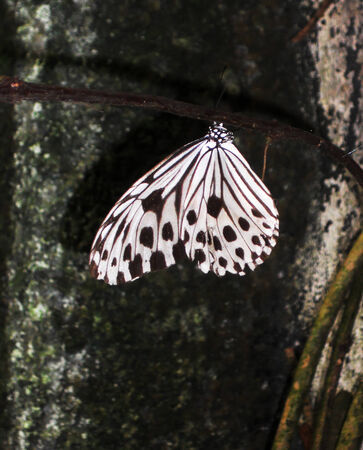 Tropical butterfly large white with black spots tropical butterfly side viewの写真素材