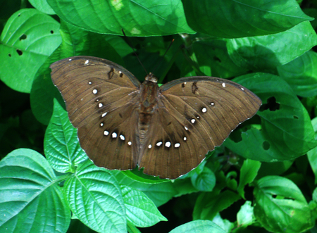 Tropical butterfly large brown tropical butterfly top view on green leavesの写真素材