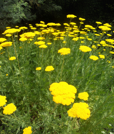 closeup of a group of yellow flowers growing in a garden, Englandの写真素材