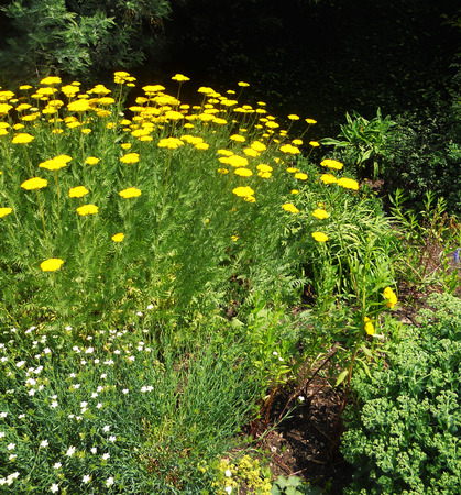 yellow flowers a group of yellow flowers growing in a garden, Englandの写真素材
