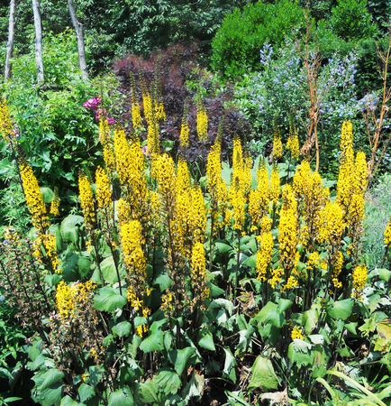 Yellow flowers, a group of yellow flowers growing in a garden, Englandの写真素材