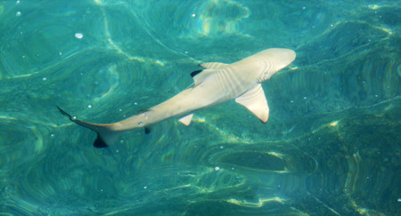 Blacktip reef sharkの写真素材