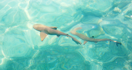 Blacktip reef sharksの写真素材