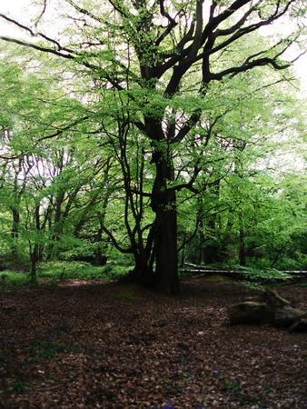 Beach forest in spring, Surrey, UKの写真素材