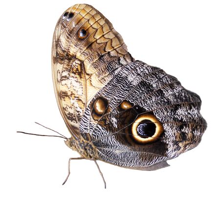 tropical butterflyの写真素材