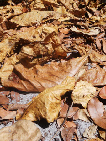 dry rainforest leavesの写真素材