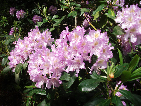 Closeup of pink Rhododendron blossomの写真素材