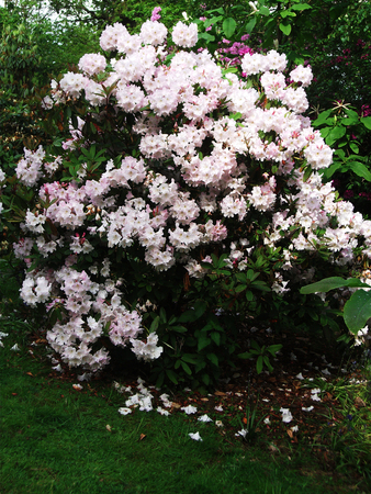 Rhododendron blossoms in sunlight,の写真素材