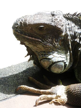 Iguana head closeupの写真素材