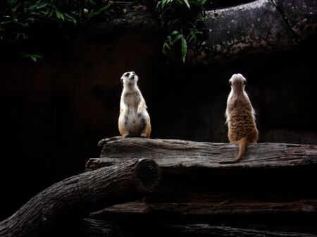 Meerkats, two alert Meerkats looking aroundの写真素材