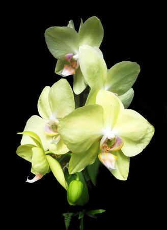 orchids 3, white orchids growingの写真素材
