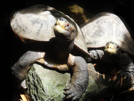 pond turtles, Asian pond turtles in dappled sunlightの写真素材