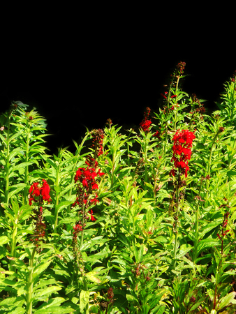 flower border with scarlet flowers and bright green leavesの写真素材