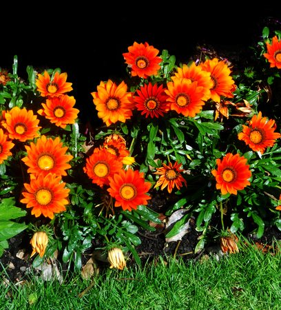 Orange flowers in a flower border (UK)の写真素材
