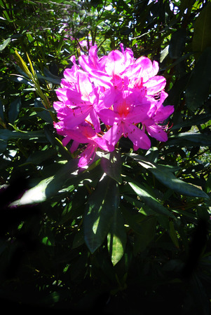 Rhododendron blossom in sunlight, against dark background, Surrey, UKの写真素材