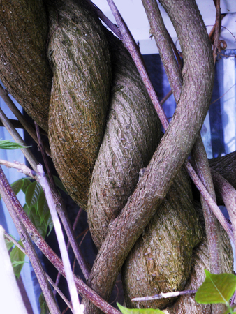 Spiral wood growth, the spiral growth of a woody stem of Wisteriaの写真素材