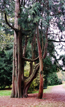 Large ornamental tree in a British parkの写真素材