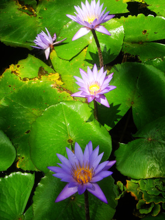 beautiful purple waterlilies (lotuses), against their gree leaves, on a pondの写真素材