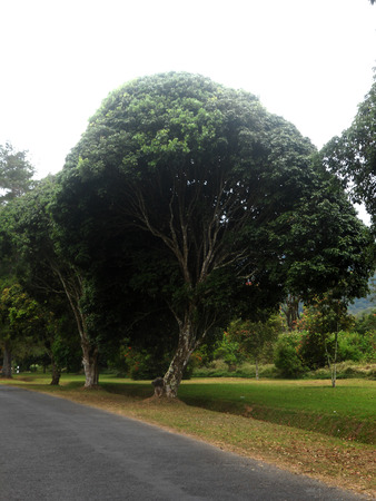 large tropical trees next to road, Baliの写真素材
