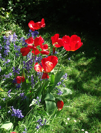 British flower border with bluebells and red tulipsの写真素材