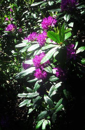 purple rhododendron flowers in sunlight, UKの写真素材