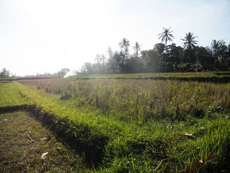 Balinese rice paddiesの写真素材