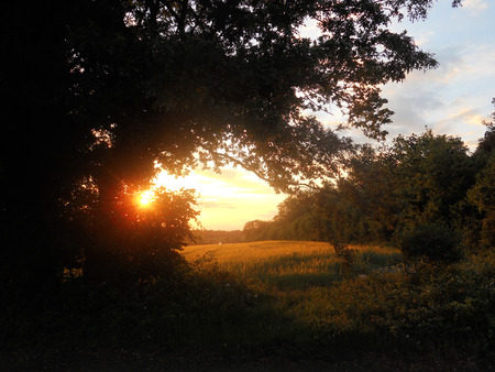 Sunset over barley field in the summer (Surrey UK)の写真素材