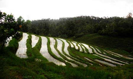 Balinese rice paddies on a hillsideの写真素材