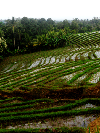Balinese rice paddies on hillsideの写真素材
