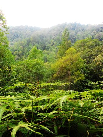 Asian rain forest with closeup plants and distant forested hillsの写真素材